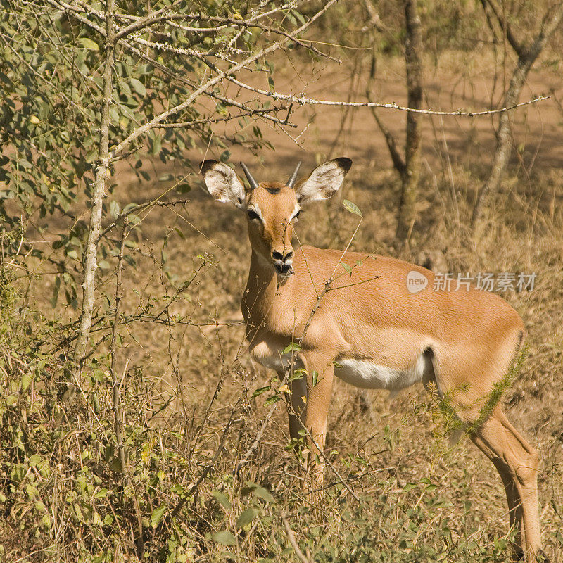 黑斑羚在乌干达