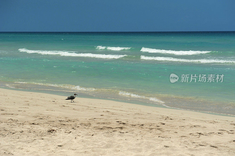 海滩上的鸟，巴拉德罗