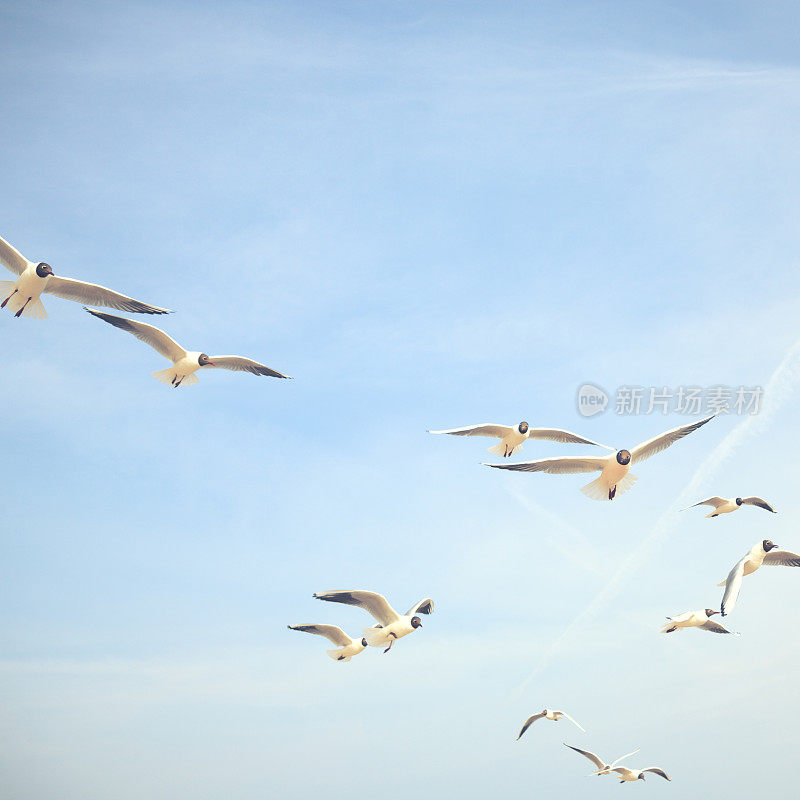 海上的黑头海鸥