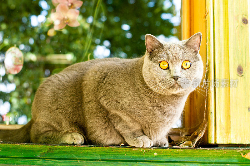 查特鲁小猫