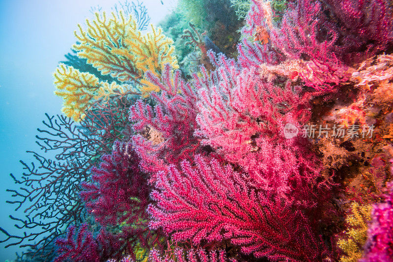 柳珊瑚珊瑚红蓝色水平的布拉瓦伊米堤柳珊瑚