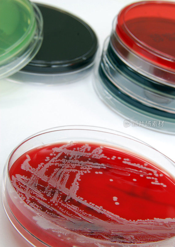 以葡萄球菌为特征的细菌培养物的收集。葡萄球菌
