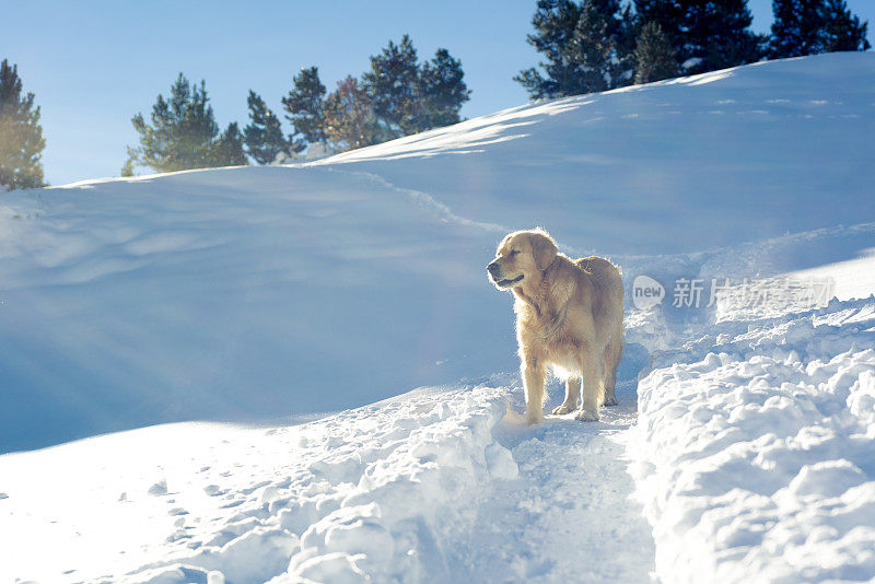 金毛猎犬在雪地上行走