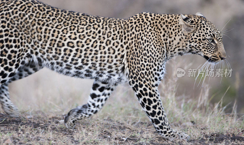 猎豹觅食，马赛马拉，肯尼亚