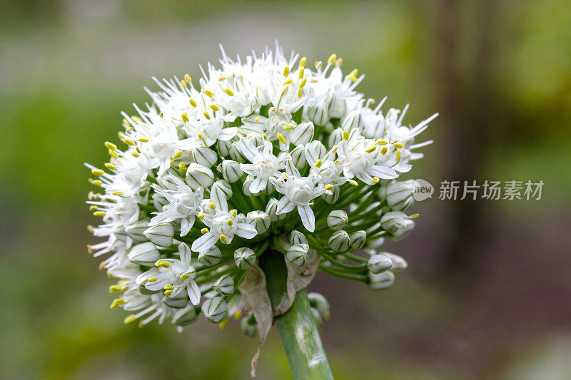 白花的花蕾