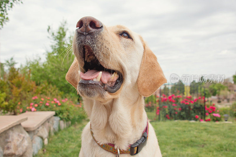 黄色拉布拉多寻回犬