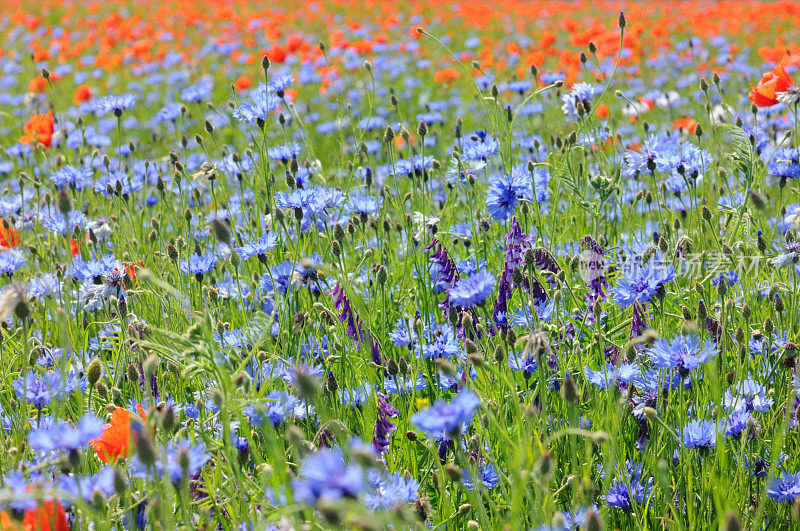 红色的罂粟花和蓝色的玉米花-莫恩布鲁门学院