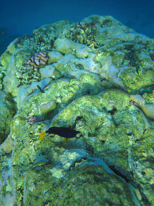 红海海滩珊瑚礁