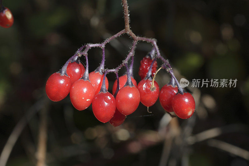 木本茄属有毒的红色浆果