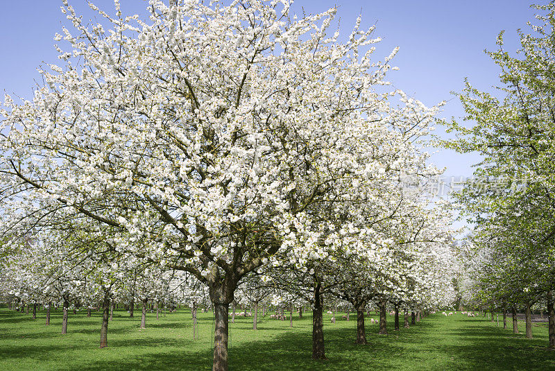 比利时佛兰德斯，春天，果树盛开的果园