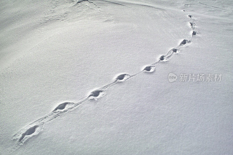 雪景足迹