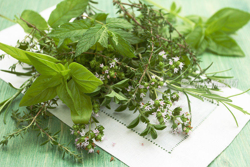 草本植物。