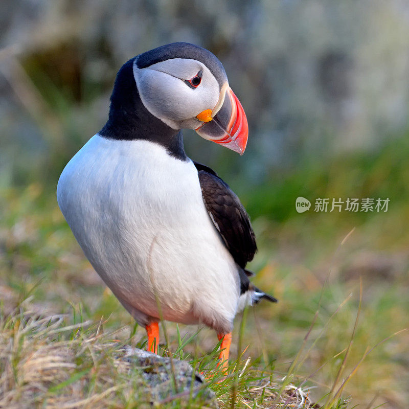 户外海鹦(北极海鹦)