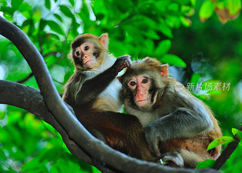 两只猴子在树林里