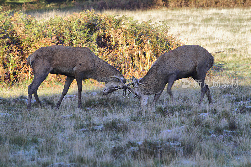 两只年轻雄鹿在冰冷的头对头角力