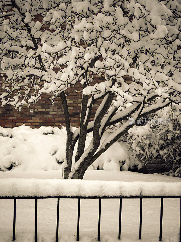 雪覆盖黑铁门，树，灌木