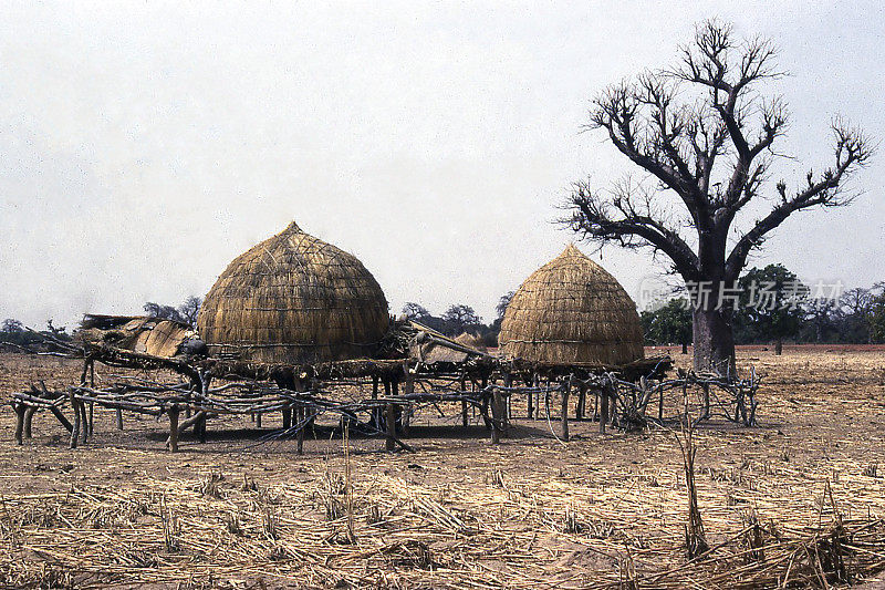 西非布基纳法索北部半游牧牧民的旱季小屋