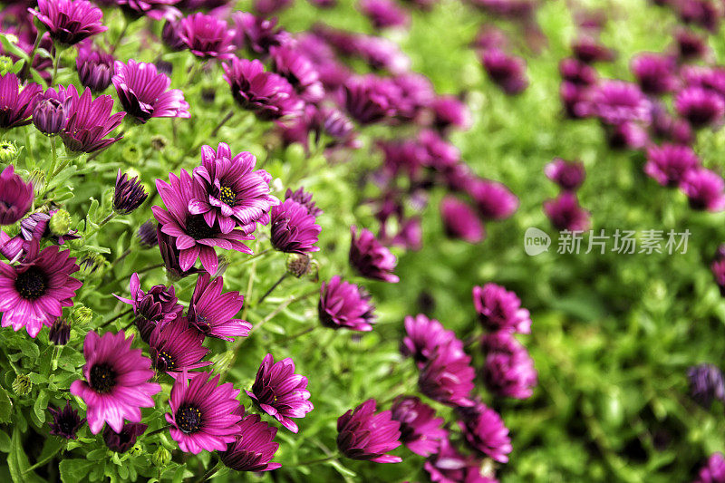 花坛背景的紫色雏菊花