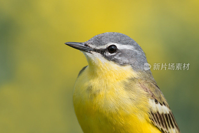 西部黄Wagtail(莫塔西拉黄)