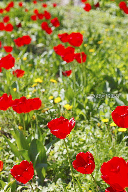 花园里盛开的红色罂粟花