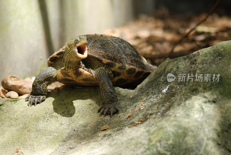 乌龟张开嘴