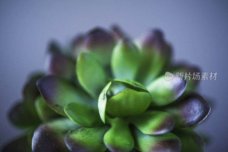 自然静物。仙人掌和肉质植物