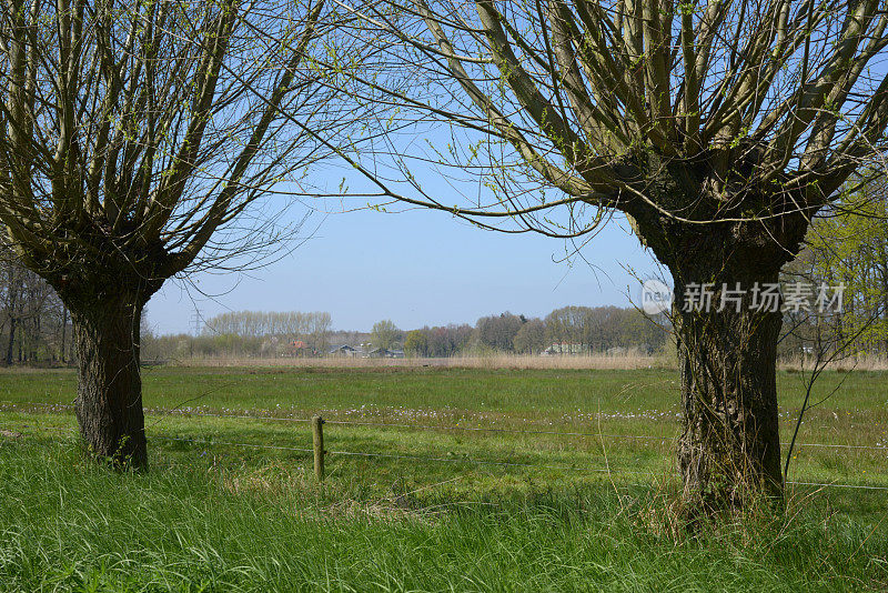荷兰春天草地上的柳树