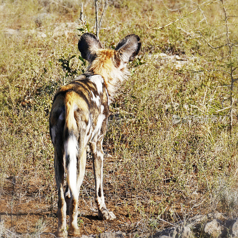 后视图的非洲野狗(莱卡翁pictus)在南非马迪克维狩猎保护区