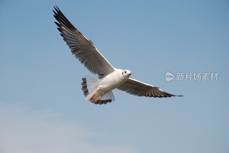 蓝天下的海鸥