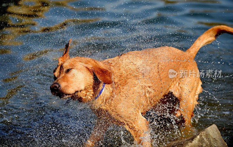 拉布拉多寻回犬抖掉水