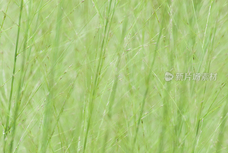 沼泽草地的背景