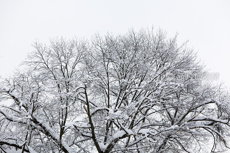 雪覆盖了树上的树枝