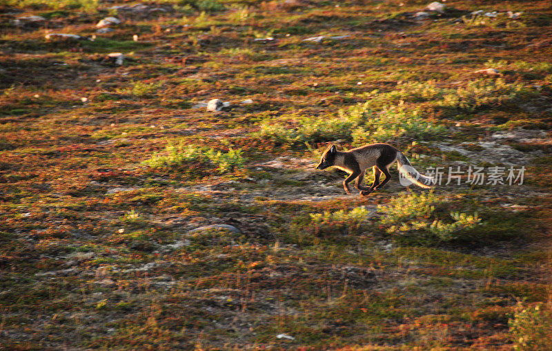 马尼托巴省丘吉尔市附近苔原上的北极狐