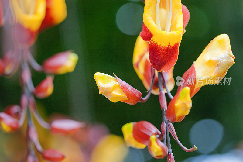 危地马拉的黄色和红色的花