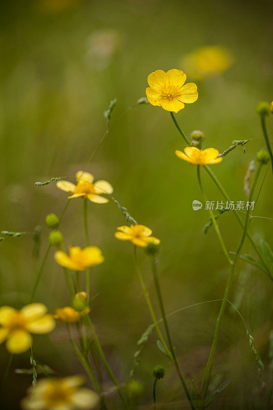 黄色的花