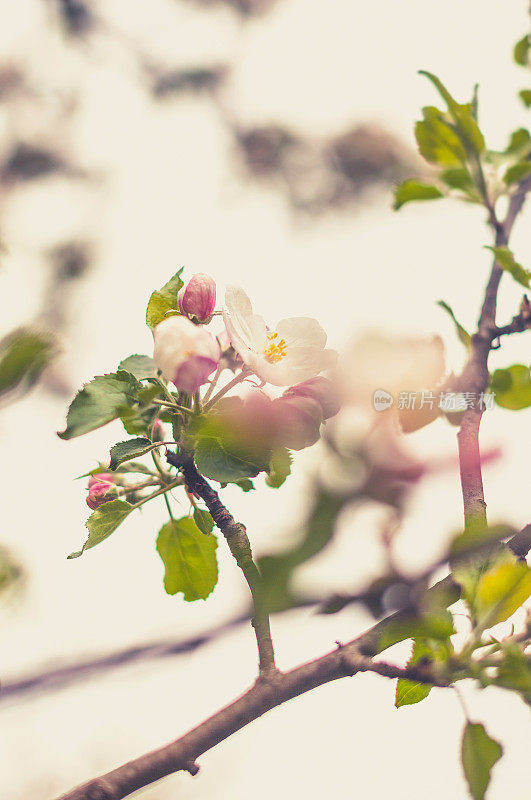 苹果树花