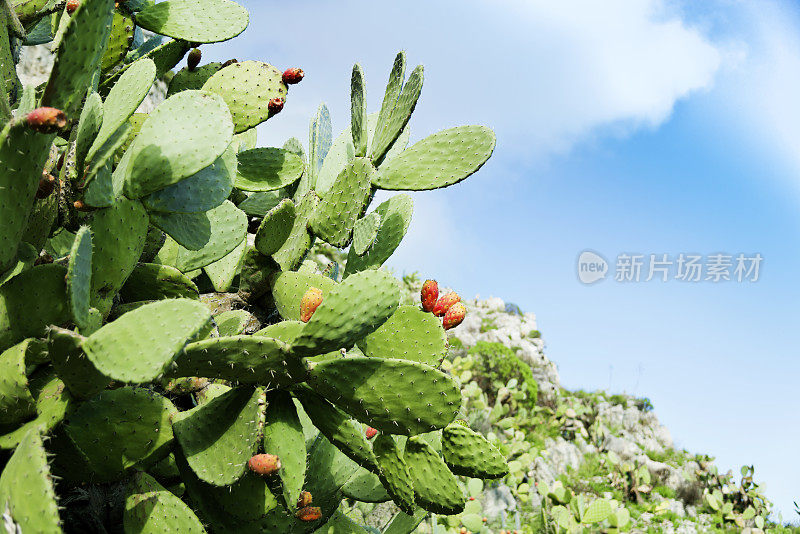 刺梨在蓝天前