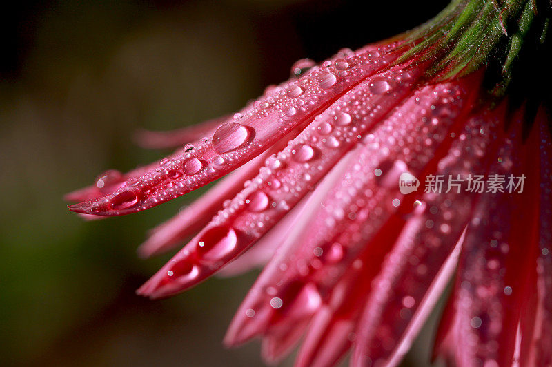 接近粉红色非洲菊花瓣与露珠