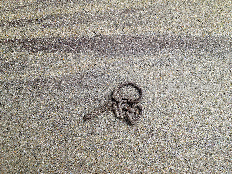 沙虫在沙滩上的粪便