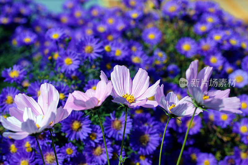花园的宇宙和紫苑