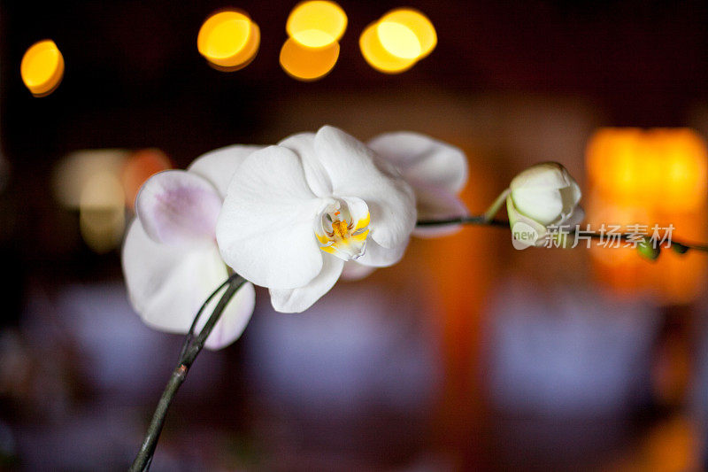 白色兰花和散景灯的背景