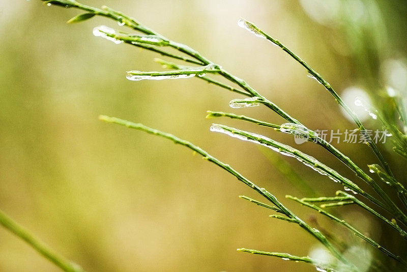 冰在植物上