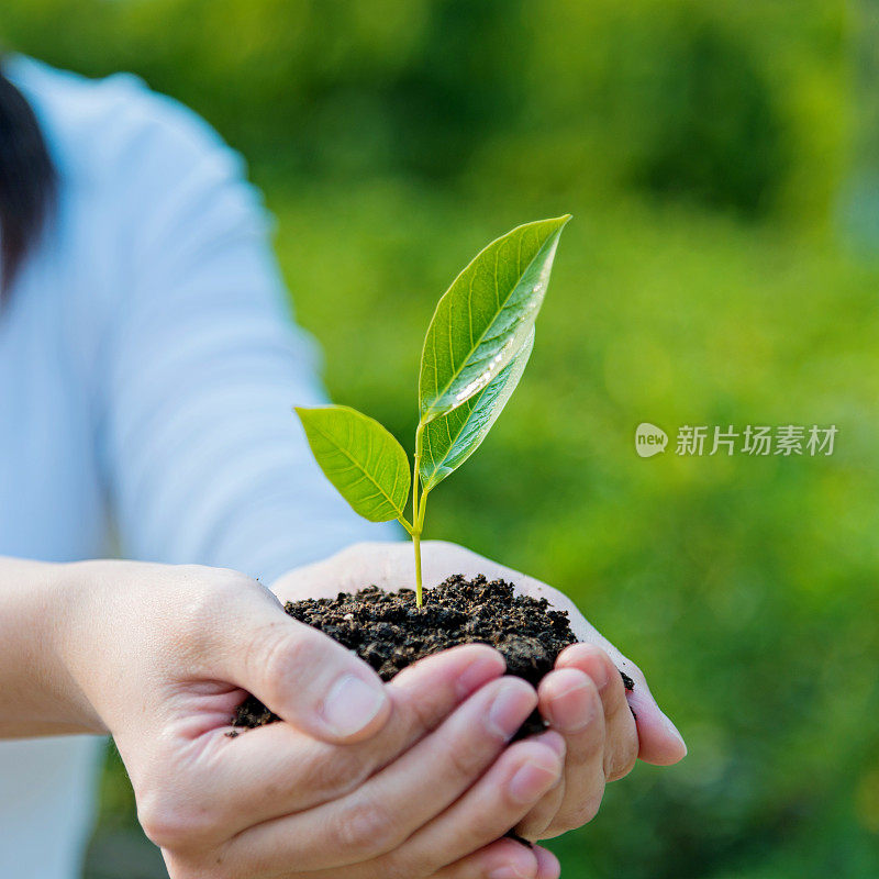 手捧一株小植物放在土壤地上