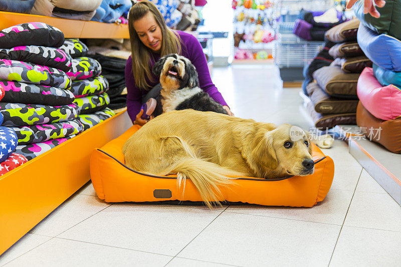 可爱的金毛猎犬和藏獒在宠物店休息