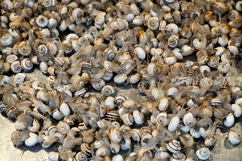 Bovoletti，意大利鱼市上出售的蜗牛