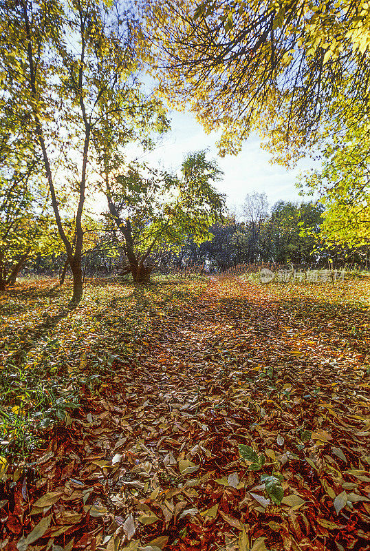 秋天森林里的黄叶。阿斯特拉罕地区、俄罗斯
