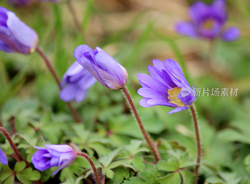 这是春季紫色银莲花的特写照片