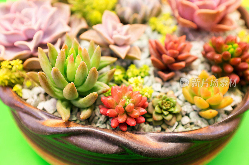 Echeveria:盆栽肉质植物