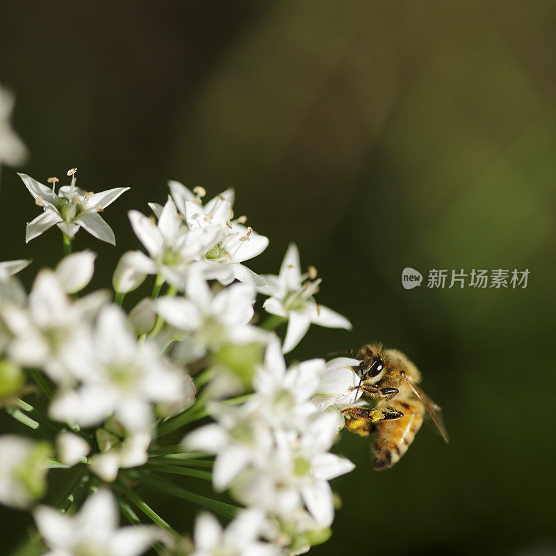 蜜蜂在大蒜韭菜花上工作