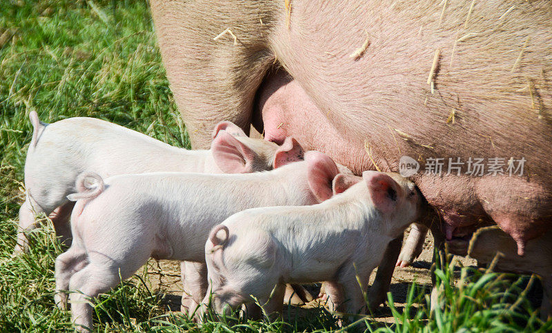 有机母猪正在喂养小猪